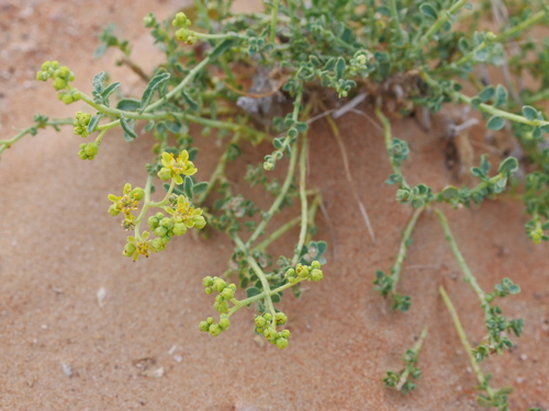 Haplophyllum tuberculatum — photo