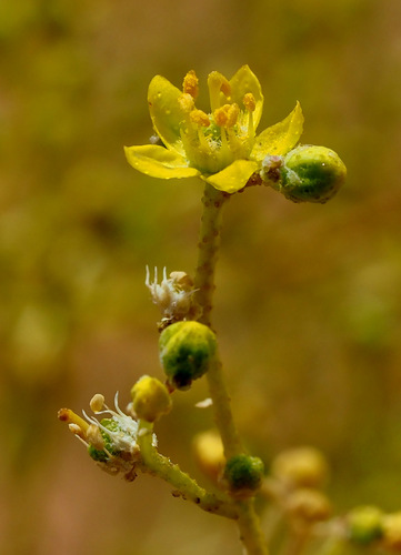Haplophyllum tuberculatum