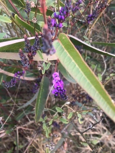 Hardenbergia violacea (Purple coralpea) — photo