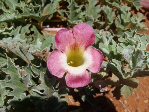 Harpagophytum procumbens