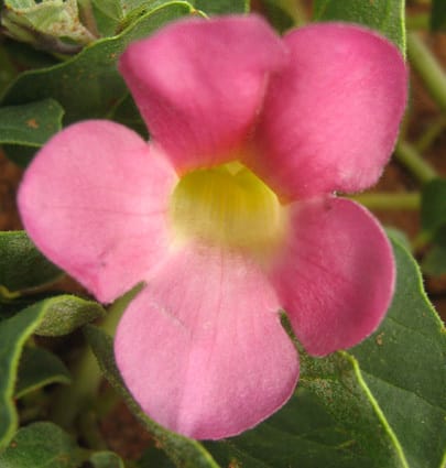 Harpagophytum zeyheri (Grapple plant) — photo