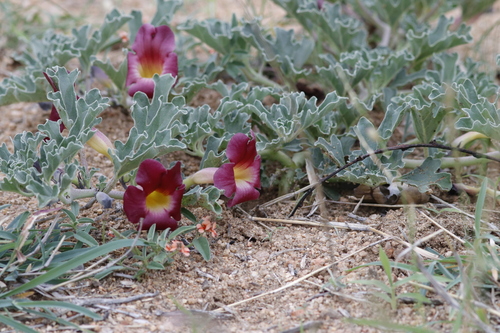 Harpagophytum zeyheri