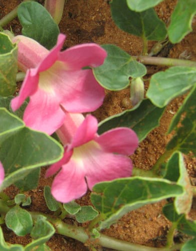 Harpagophytum zeyheri (Grapple plant) — photo