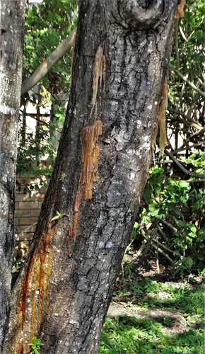 Harpephyllum caffrum (Kaffir plum) — photo