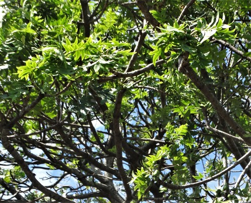 Harpephyllum caffrum (Kaffir plum) — photo