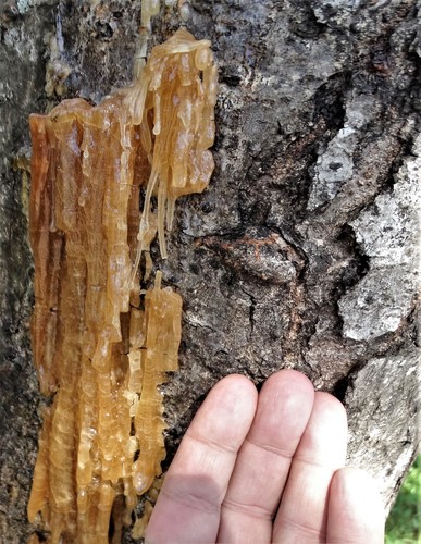 Harpephyllum caffrum