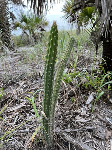 Harrisia aboriginum (Prickly apple-cactus) — photo