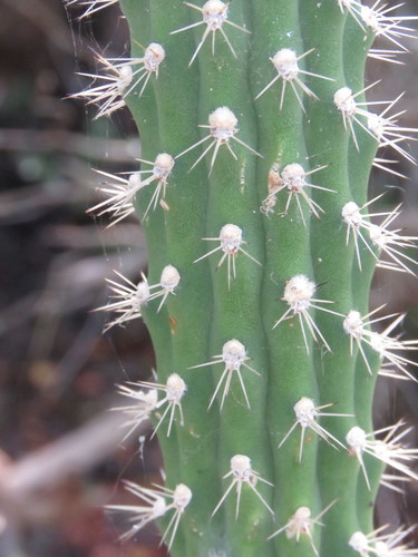 Harrisia aboriginum (Prickly apple-cactus) — photo