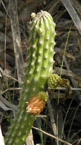 Harrisia aboriginum