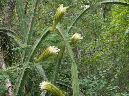 Harrisia bonplandii (Datura) — photo