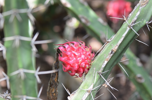 Harrisia bonplandii (Datura) — photo