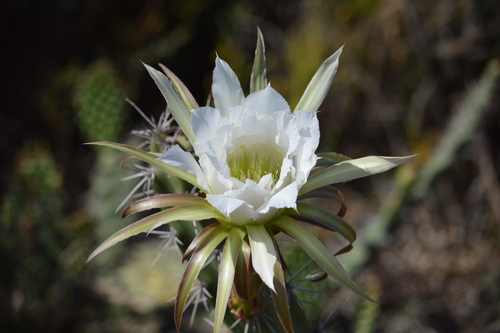 Harrisia bonplandii