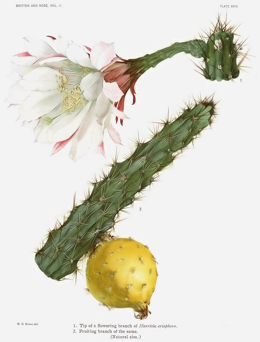 Harrisia eriophora (Fragrant prickly apple) — photo