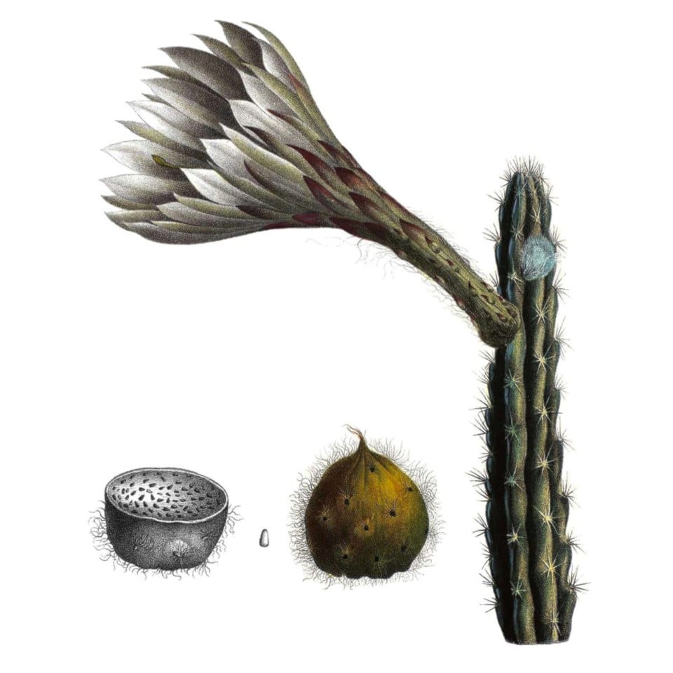 Harrisia eriophora (Fragrant prickly apple) — photo