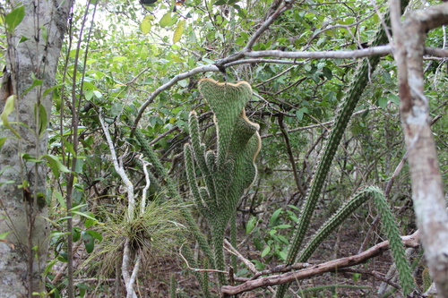 Harrisia fragrans (Caribbean apple cactus) — photo