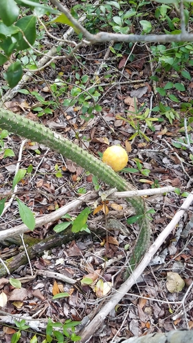 Harrisia simpsonii (Simpson's apple cactus) — photo