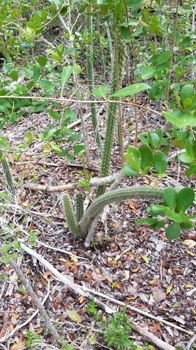 Harrisia simpsonii (Simpson's apple cactus) — photo