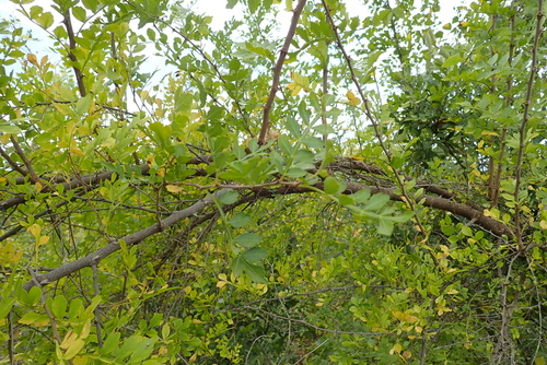Harrisonia abyssinica — photo