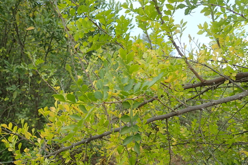 Harrisonia abyssinica