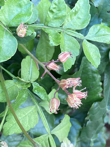 Harrisonia perforata