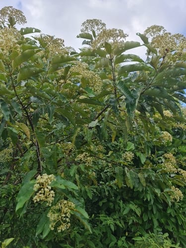 Harungana madagascariensis (Orange-milk tree) — photo