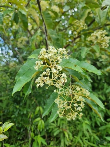 Harungana madagascariensis (Orange-milk tree) — photo