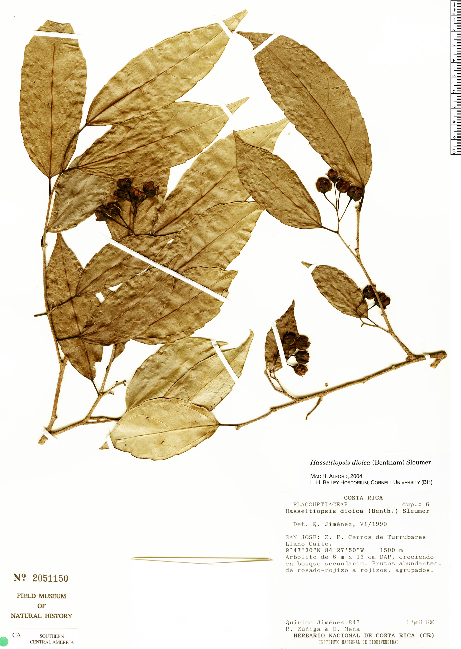 Hasseltiopsis dioica — photo