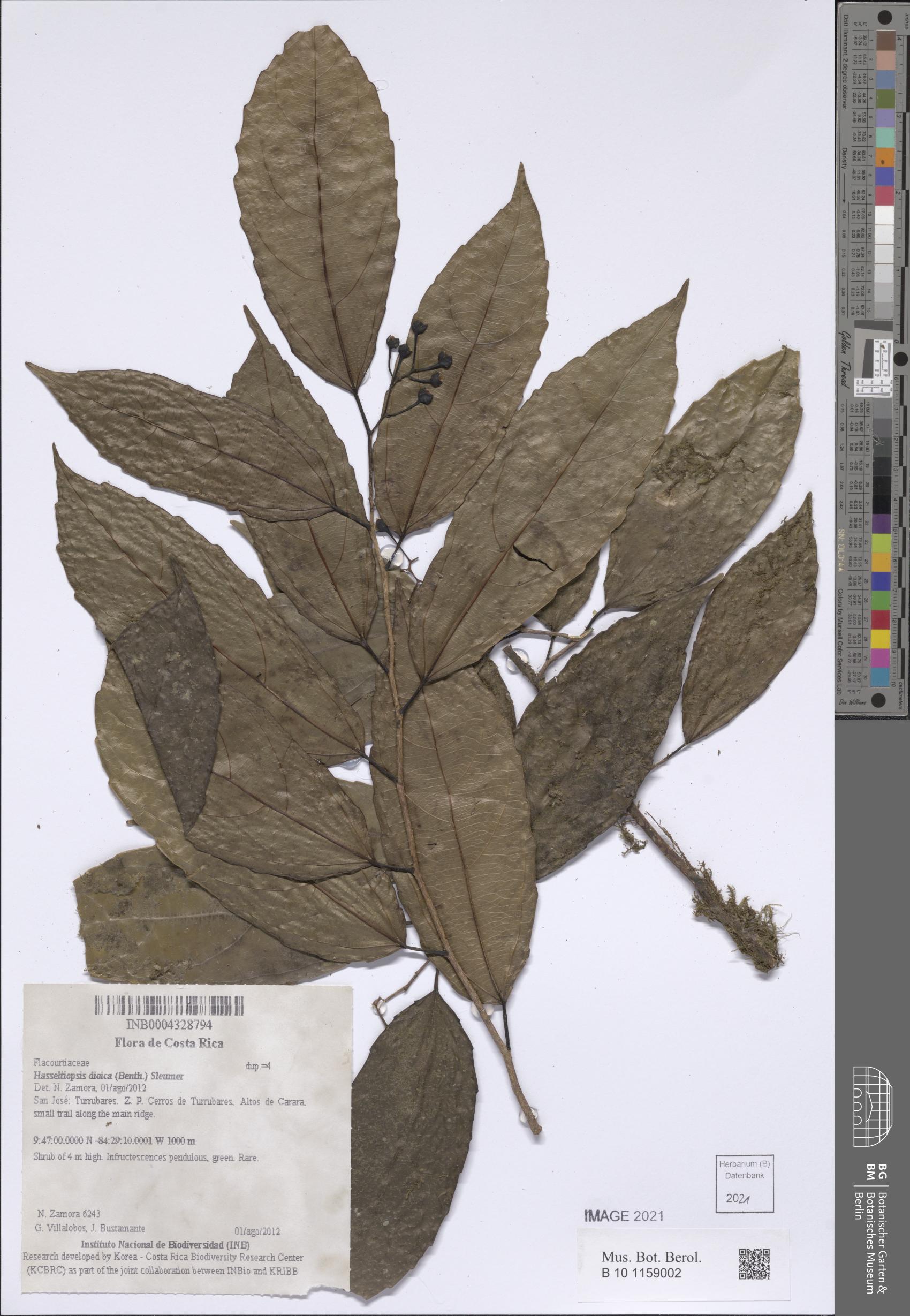 Hasseltiopsis dioica