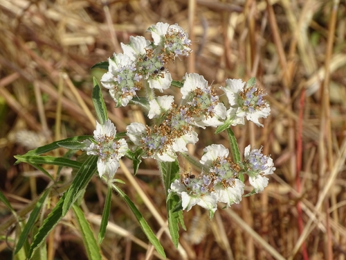 Haumaniastrum caeruleum