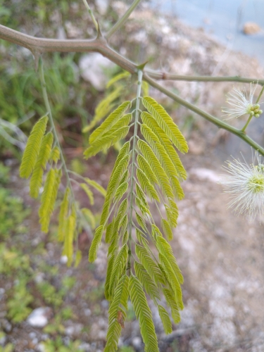 Havardia albicans (Whitish havardia) — photo