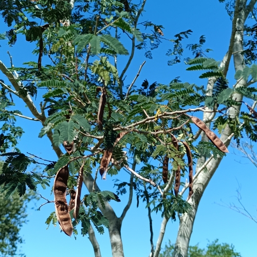 Havardia pallens