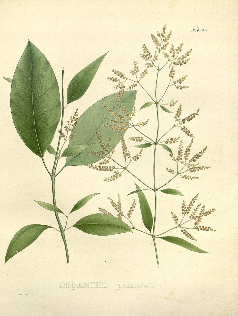 Hebanthe eriantha (Suma) — photo