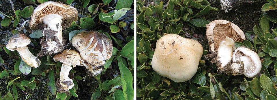 Hebeloma alpinum