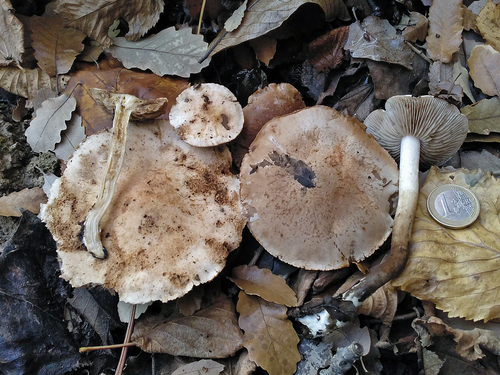 Hebeloma fastibile — photo