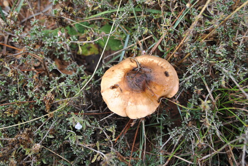 Hebeloma fastibile — photo