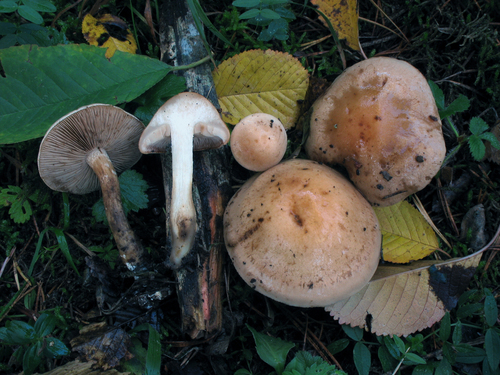Hebeloma fastibile