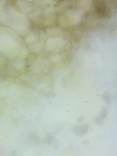 Hebeloma leucosarx — photo