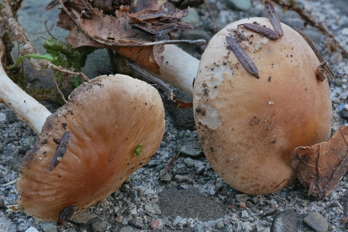 Hebeloma leucosarx