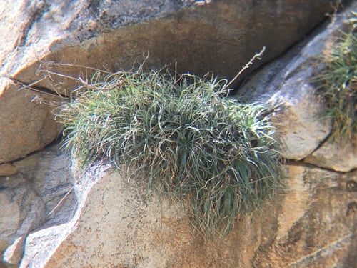 Hechtia montana (Hichiconi) — photo