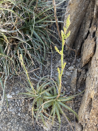 Hechtia montana (Hichiconi) — photo