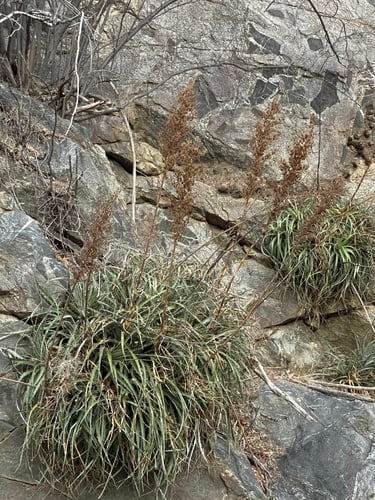 Hechtia montana