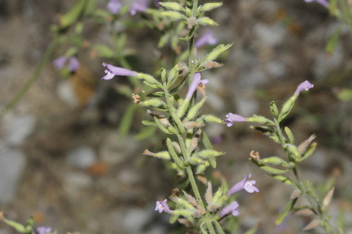 Hedeoma drummondii (Drummond's falsepennyroyal) — photo