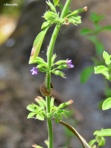 Hedeoma drummondii (Drummond's falsepennyroyal) — photo