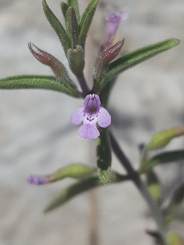 Hedeoma drummondii