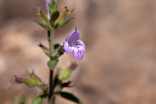 Hedeoma nana (False pennyroyal) — photo