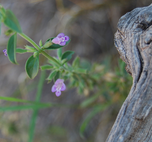 Hedeoma nana (False pennyroyal) — photo