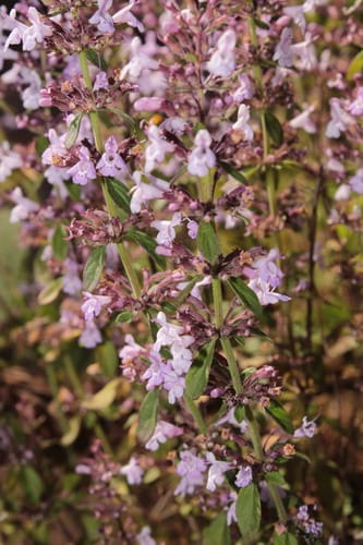 Hedeoma patens (Mapa) — photo