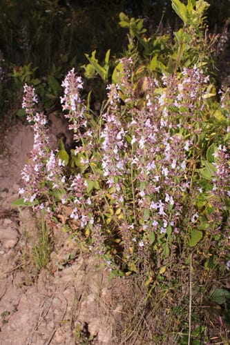 Hedeoma patens (Mapa) — photo