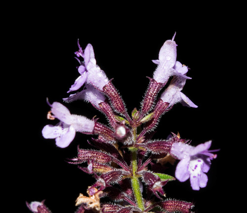 Hedeoma patens
