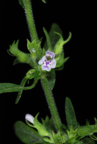Hedeoma pulegioides (American Pennyroyal) — photo